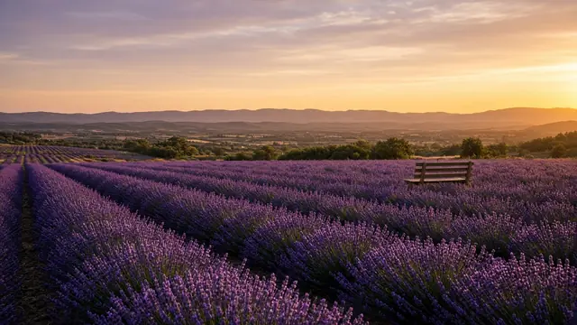 Champ de lavande au coucher du soleil avec un banc : une opération du chalazion vécue sereinement